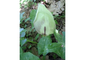 Gewöhnlicher Aronstab (Arum maculatum) - © Emanuel Trummer